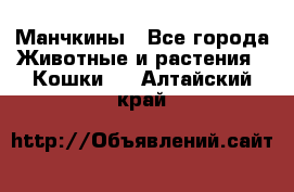 Манчкины - Все города Животные и растения » Кошки   . Алтайский край